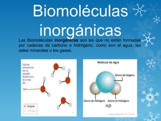 Biomoléculas
inorgánicas

Las Biomoléculas inorgánicas son las que no están formadas
por cadenas de carbono e hidrógeno, como son el agua, las
sales minerales o los gases.

 
