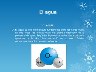 El agua
 AGUA
 El agua es una biomolécula fundamental para los seres vivos,
ya que todas las formas vivas del planeta dependen de la
presencia de agua. Según las hipótesis actuales que explican la
aparición de la vida, ésta se inició en su seno. Existen
numerosos ejemplos de su importancia.

 