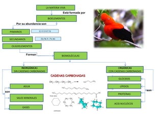 LA MATERIA VIVA
BIOELEMENTOS
PIIMARIOS
INORGÁNICAS
SIN CADENAS CARBONADAS
SALES MINERALES
SECUNDARIOS
BIOMOLÉCULAS
AGUA
GLÚCIDOS
LÍPIDOS
PROTEÍNAS
ACID.NUCLÉICOS
ORGÁNICAS
CON CADENAS CARBONADAS
Está formada por
Por su abundancia son
Forman
son
son
OLIGOELEMENTOS
(Ca, Na, K, I, Fe, etc)
(C, H, O, N, P, S)
GASES
 