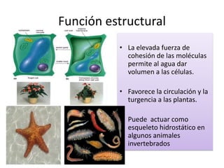 Función estructural
• La elevada fuerza de
cohesión de las moléculas
permite al agua dar
volumen a las células.
• Favorece la circulación y la
turgencia a las plantas.
• Puede actuar como
esqueleto hidrostático en
algunos animales
invertebrados
 