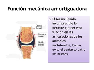 Función mecánica amortiguadora
o El ser un líquido
incompresible le
permite ejercer esta
función en las
articulaciones de los
animales
vertebrados, lo que
evita el contacto entre
los huesos.
 