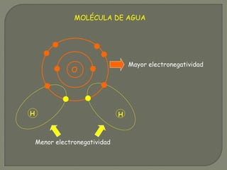 MOLÉCULA DE AGUA
Mayor electronegatividad
Menor electronegatividad
O
H H
 
