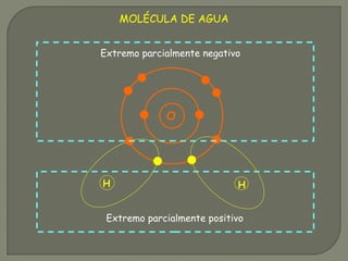 O
H H
Extremo parcialmente negativo
Extremo parcialmente positivo
MOLÉCULA DE AGUA
 