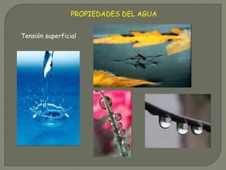PROPIEDADES DEL AGUA
Tensión superficial
 