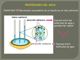 PROPIEDADES DEL AGUA
Capilaridad Movimiento ascendente de un líquido en un tubo estrecho
fuerzas entre
moléculas de agua
fuerzas entre las
moléculas de agua y
paredes del capilar
atracción cohesiva
 