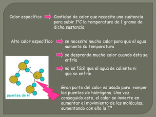 Alto calor específico
Cantidad de calor que necesita una sustancia
para subir 1ºC la temperatura de 1 gramo de
dicha sustancia
Calor específico
se necesita mucho calor para que el agua
aumente su temperatura
no es fácil que el agua se caliente ni
que se enfríe
se desprende mucho calor cuando ésta se
enfría
Gran parte del calor es usado para romper
los puentes de hidrógeno. Una vez
conseguido esto, el calor se invierte en
aumentar el movimiento de las moléculas,
aumentando con ello la Tº
 