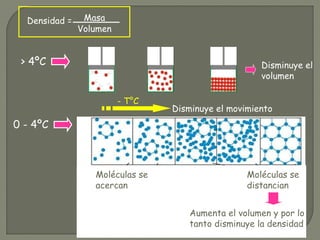 Densidad = Masa
Volumen
> 4ºC
0 - 4ºC
Disminuye el movimiento
Moléculas se
acercan
Moléculas se
distancian
- T°C
Aumenta el volumen y por lo
tanto disminuye la densidad
Disminuye el
volumen
 