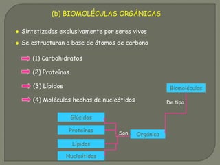 (b) BIOMOLÉCULAS ORGÁNICAS
♦ Sintetizadas exclusivamente por seres vivos
♦ Se estructuran a base de átomos de carbono
(1) Carbohidratos
(2) Proteínas
(3) Lípidos
(4) Moléculas hechas de nucleótidos
Biomoléculas
Orgánica
Proteínas
Glúcidos
Nucleótidos
Lípidos
Son
De tipo
 