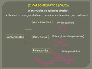 (1) CARBOHIDRATOS (CH2O)n
(Construidos de azúcares simples)
♦ Se clasifican según el número de unidades de azúcar que contienen:
Monosacáridos
Disacáridos
Polisacáridos
Carbohidratos
Unidad (azúcar)
Enlace glucosídico (covalente)
Enlace glucosídico
 