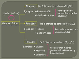 Triosas
Pentosas
Hexosas
Monosacáridos
De 3 átomos de carbono (C3H6O3)
De 5 átomos de carbono (C5H10O5)
De 6 átomos de carbono (C6H12O6)
• Gliceraldehído
• Dihidroxiacetona
Ejemplos: Participan en el
metabolismo de los
azúcares
• Ribosa
• Desoxirribosa
Ejemplos: Parte de la estructura
de nucleótidos
• Glucosa
• Fructosa
• Galactosa
Ejemplos: Por contener muchos
grupos hidroxilo son muy
hidrosolubles
Unidad (azúcar)
 