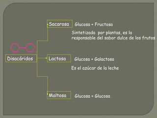 Disacáridos
Sacarosa
Lactosa
Maltosa
Glucosa + Fructosa
Glucosa + Galactosa
Glucosa + Glucosa
Sintetizada por plantas, es la
responsable del sabor dulce de los frutos
Es el azúcar de la leche
 