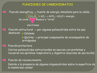 FUNCIONES DE CARBOHIDRATOS
C6H12O6 + 6O2 → 6CO2 + 6H2O + energía
Función energética → fuente de energía inmediata para la célula
Función estructural → por algunos polisacáridos entre los que
destacan:
Función protectora
Función de reconocimiento
electrones
Se oxida Reduce a “otros”
• Celulosa
• Quitina → principal componente de exoesqueleto de
artrópodos
Ciertos polisacáridos estructurales se asocian con proteínas y
recubren los epitelios respiratorio y digestivo (mucinas de secreción)
Debido a la presencia de algunos oligosacáridos sobre la superficie de
la membrana celular
 