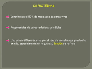 (2) PROTEÍNAS
Constituyen el 50% de masa seca de seres vivos
Responsables de características de células
Una célula difiere de otra por el tipo de proteína que predomina
en ella, especialmente en lo que a su función se refiere
 