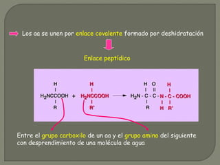 Los aa se unen por enlace covalente formado por deshidratación
Enlace peptídico
Entre el grupo carboxilo de un aa y el grupo amino del siguiente
con desprendimiento de una molécula de agua
 