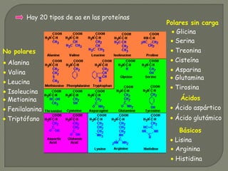 Hay 20 tipos de aa en las proteínas
• Alanina
• Valina
• Leucina
• Isoleucina
• Metionina
• Fenilalanina
• Triptófano
No polares
• Glicina
• Serina
• Treonina
• Cisteína
• Asparina
• Glutamina
• Tirosina
Polares sin carga
• Ácido aspártico
• Ácido glutámico
Ácidos
• Lisina
• Arginina
• Histidina
Básicos
 