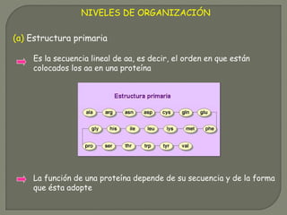NIVELES DE ORGANIZACIÓN
(a) Estructura primaria
Es la secuencia lineal de aa, es decir, el orden en que están
colocados los aa en una proteína
La función de una proteína depende de su secuencia y de la forma
que ésta adopte
 