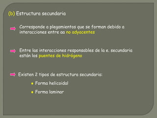 (b) Estructura secundaria
Corresponde a plegamientos que se forman debido a
interacciones entre aa no adyacentes
Entre las interacciones responsables de la e. secundaria
están los puentes de hidrógeno
♦ Forma helicoidal
Existen 2 tipos de estructura secundaria:
♦ Forma laminar
 