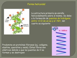 Forma helicoidal
La estructura primaria se enrolla
helicoidalmente sobre sí misma. Se debe
a la formación de puentes de hidrógeno
entre –C=O de un aa y el –NH- del
cuarto aa siguiente
Predomina en proteínas fibrosas (ej. colágeno,
elastina, queratina y seda). Estas fibras son
elásticas debido a que los puentes de H se
forman y se destruyen
 