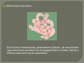 (c) Estructura terciaria
Es la forma tridimensional, generalmente globular, de una proteína
cuya estructura secundaria se ha plegado sobre sí misma, debido a
interacciones entre aa no adyacentes
 