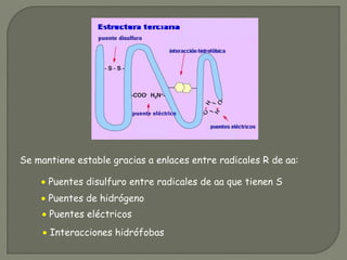 Se mantiene estable gracias a enlaces entre radicales R de aa:
• Puentes disulfuro entre radicales de aa que tienen S
• Puentes de hidrógeno
• Puentes eléctricos
• Interacciones hidrófobas
 