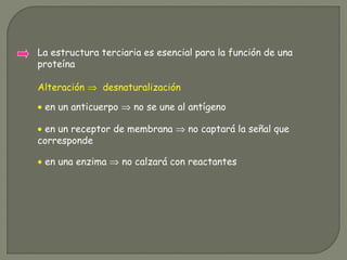 La estructura terciaria es esencial para la función de una
proteína
• en un anticuerpo ⇒ no se une al antígeno
• en un receptor de membrana ⇒ no captará la señal que
corresponde
Alteración ⇒ desnaturalización
• en una enzima ⇒ no calzará con reactantes
 