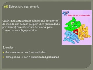 (d) Estructura cuaternaria
Unión, mediante enlaces débiles (no covalentes),
de más de una cadena polipeptídica (subunidad o
protómero) con estructura terciaria, para
formar un complejo proteico
Ejemplos:
• Hexoquinasa → con 2 subunidades
• Hemoglobina → con 4 subunidades globulares
 