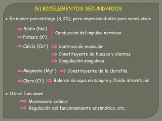 (b) BIOELEMENTOS SECUNDARIOS
♦ En menor porcentanje (3,3%), pero imprescindibles para seres vivos
Calcio (Ca2+
)
Cloro (Cl-
)
Magnesio (Mg2+
)
Contracción muscular
Movimiento celular
Regulación del funcionamiento enzimático, etc.
Constituyente de huesos y dientes
Coagulación sanguínea
Constituyente de la clorofila
♦ Otras funciones
Sodio (Na+
)
Potasio (K+
)
Conducción del impulso nervioso
Balance de agua en sangre y fluido intersticial
 