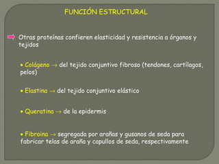 FUNCIÓN ESTRUCTURAL
Otras proteínas confieren elasticidad y resistencia a órganos y
tejidos
• Colágeno → del tejido conjuntivo fibroso (tendones, cartílagos,
pelos)
• Elastina → del tejido conjuntivo elástico
• Queratina → de la epidermis
• Fibroina → segregada por arañas y gusanos de seda para
fabricar telas de araña y capullos de seda, respectivamente
 