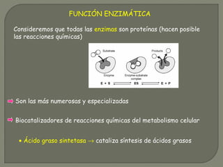 Son las más numerosas y especializadas
FUNCIÓN ENZIMÁTICA
Biocatalizadores de reacciones químicas del metabolismo celular
• Ácido graso sintetasa → cataliza síntesis de ácidos grasos
Consideremos que todas las enzimas son proteínas (hacen posible
las reacciones químicas)
 