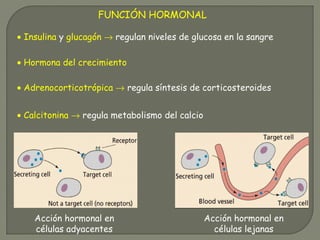 FUNCIÓN HORMONAL
• Insulina y glucagón → regulan niveles de glucosa en la sangre
• Hormona del crecimiento
• Adrenocorticotrópica → regula síntesis de corticosteroides
• Calcitonina → regula metabolismo del calcio
Acción hormonal en
células adyacentes
Acción hormonal en
células lejanas
 