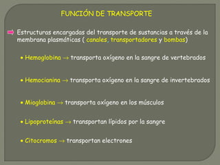 FUNCIÓN DE TRANSPORTE
• Hemoglobina → transporta oxígeno en la sangre de vertebrados
• Hemocianina → transporta oxígeno en la sangre de invertebrados
• Mioglobina → transporta oxígeno en los músculos
• Lipoproteínas → transportan lípidos por la sangre
• Citocromos → transportan electrones
Estructuras encargadas del transporte de sustancias a través de la
membrana plasmáticas ( canales, transportadores y bombas)
 