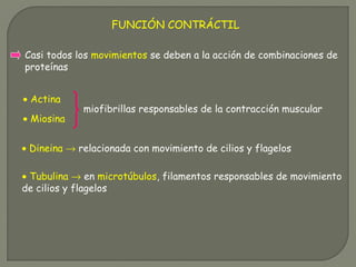 FUNCIÓN CONTRÁCTIL
miofibrillas responsables de la contracción muscular
• Dineina → relacionada con movimiento de cilios y flagelos
Casi todos los movimientos se deben a la acción de combinaciones de
proteínas
• Actina
• Miosina
• Tubulina → en microtúbulos, filamentos responsables de movimiento
de cilios y flagelos
 