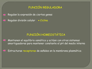 FUNCIÓN REGULADORA
Regulan la expresión de ciertos genes
Regulan división celular • Ciclina
FUNCIÓN HOMEOSTÁTICA
Mantienen el equilibrio osmótico y actúan con otros sistemas
amortiguadores para mantener constante el pH del medio interno
Estructuras receptoras de señales en la membrana plasmática
 