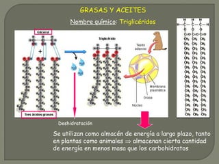 GRASAS Y ACEITES
Deshidratación
Nombre químico: Triglicéridos
Se utilizan como almacén de energía a largo plazo, tanto
en plantas como animales ⇒ almacenan cierta cantidad
de energía en menos masa que los carbohidratos
 