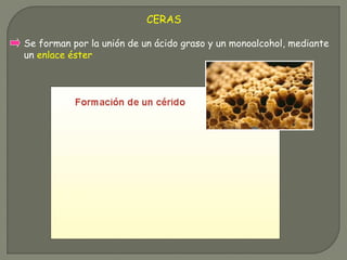 CERAS
Se forman por la unión de un ácido graso y un monoalcohol, mediante
un enlace éster
 