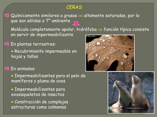 CERAS
Químicamente similares a grasas ⇒ altamente saturadas, por lo
que son sólidas a T° ambiente
En plantas terrestres:
En animales:
• Impermeabilizantes para el pelo de
mamíferos y pluma de aves
• Impermeabilizantes para
exoesqueletos de insectos
• Construcción de complejas
estructuras como colmenas
• Recubrimiento impermeable en
hojas y tallos
Molécula completamente apolar, hidrófoba ⇒ función típica consiste
en servir de impermeabilizante
 