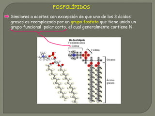 FOSFOLÍPIDOS
Similares a aceites con excepción de que uno de los 3 ácidos
grasos es reemplazado por un grupo fosfato que tiene unido un
grupo funcional polar corto, el cual generalmente contiene N
 