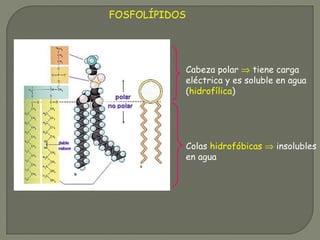 Colas hidrofóbicas ⇒ insolubles
en agua
Cabeza polar ⇒ tiene carga
eléctrica y es soluble en agua
(hidrofílica)
FOSFOLÍPIDOS
 
