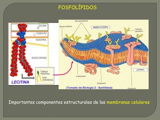 FOSFOLÍPIDOS
Importantes componentes estructurales de las membranas celulares
 