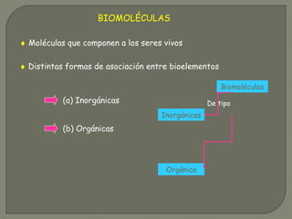 BIOMOLÉCULAS
(a) Inorgánicas
(b) Orgánicas
♦ Moléculas que componen a los seres vivos
♦ Distintas formas de asociación entre bioelementos
Biomoléculas
Inorgánicas
Orgánica
De tipo
 