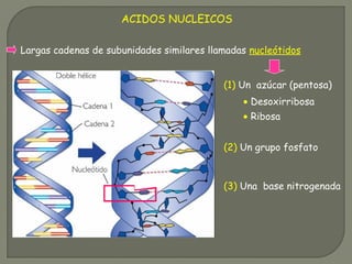 ACIDOS NUCLEICOS
Largas cadenas de subunidades similares llamadas nucleótidos
(1) Un azúcar (pentosa)
(2) Un grupo fosfato
(3) Una base nitrogenada
• Ribosa
• Desoxirribosa
 