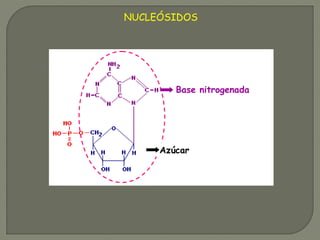 NUCLEÓSIDOS
Azúcar
Base nitrogenada
 