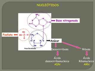 NUCLEÓTIDOS
Fosfato
Azúcar
Base nitrogenada
RibosaDesoxirribosa
Ácido
desoxirribonucleico
ADN
Ácido
Ribonucleico
ARN
 