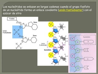 Los nucleótidos se enlazan en largas cadenas cuando el grupo fosfato
de un nucleótido forma un enlace covalente (unión fosfodiester) con el
azúcar de otro
 