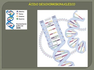ÁCIDO DESOXIRRIBONUCLEICO
 