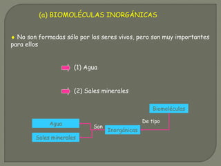 (a) BIOMOLÉCULAS INORGÁNICAS
♦ No son formadas sólo por los seres vivos, pero son muy importantes
para ellos
(1) Agua
(2) Sales minerales
Biomoléculas
Inorgánicas
Sales minerales
Agua
Son
De tipo
 