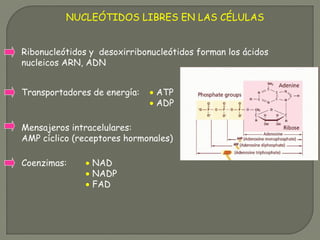 Coenzimas: • NAD
• NADP
• FAD
NUCLEÓTIDOS LIBRES EN LAS CÉLULAS
Ribonucleótidos y desoxirribonucleótidos forman los ácidos
nucleicos ARN, ADN
Transportadores de energía: • ATP
• ADP
Mensajeros intracelulares:
AMP cíclico (receptores hormonales)
 
