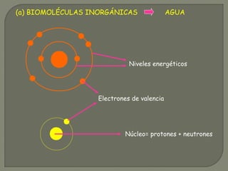 (a) BIOMOLÉCULAS INORGÁNICAS AGUA
Núcleo= protones + neutrones
Electrones de valencia
Niveles energéticos
 
