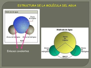 Enlaces covalentes
ESTRUCTURA DE LA MOLÉCULA DEL AGUA
 