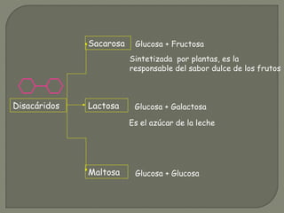 Disacáridos
Sacarosa
Lactosa
Maltosa
Glucosa + Fructosa
Glucosa + Galactosa
Glucosa + Glucosa
Sintetizada por plantas, es ...